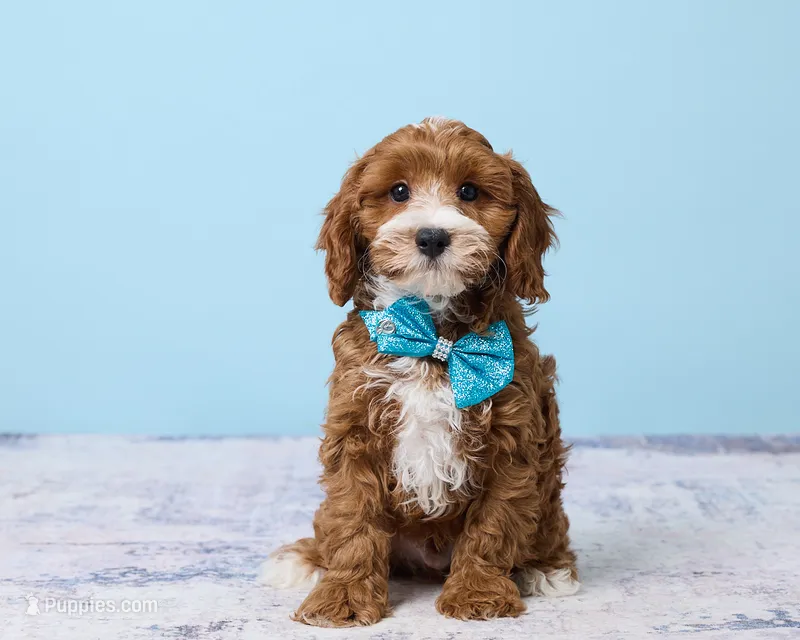 Pookie – Cavapoo, Poodle - Toy  puppy for sale in Los Angeles, CA
