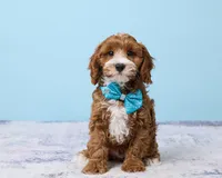 Pookie, a male Cavapoo and Poodle - Toy  for sale in Los Angeles, CA – 1 of 5
