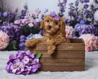 Creampuff, a male Cavapoo for sale in Los Angeles, CA – 4 of 5