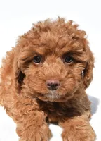 Julia, a female Cavapoo for sale in Los Angeles, CA – 2 of 2