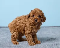 Boba, a male Poodle - Toy  for sale in Los Angeles, CA – 2 of 5