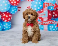 Toffee, a male Cavapoo for sale in Los Angeles, CA – 4 of 4