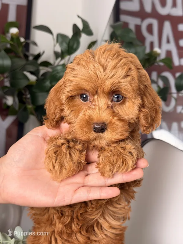 Jamie – Cavapoo, Poodle - Toy  puppy for sale in Los Angeles, CA
