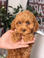 Jamie, a female Cavapoo and Poodle - Toy  for sale in Los Angeles, CA – 1 of 10