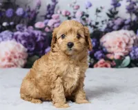 Dolly, a female Cavapoo and Poodle - Toy  for sale in Los Angeles, CA – 2 of 3