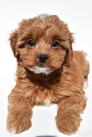 Twinkle, a female Cavapoo and Poodle - Toy  for sale in Los Angeles, CA – 1 of 4