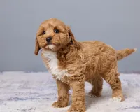Jude, a male Cavapoo and Poodle - Toy  for sale in Los Angeles, CA – 3 of 5