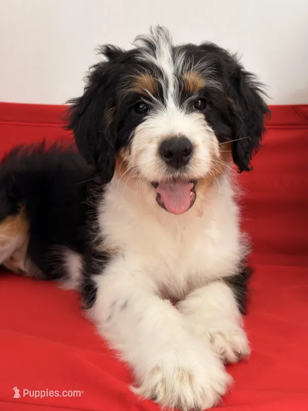 Willow – Bernedoodle puppy for sale in Los Angeles, CA