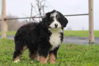 Teddy, a male Miniature Bernedoodle for sale in Los Angeles, CA – Photo 2 of 2
