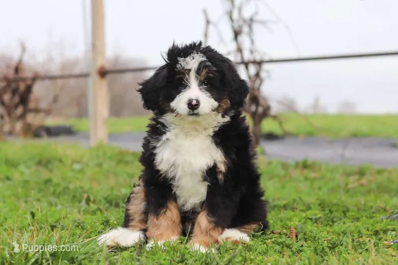 Teddy – Miniature Bernedoodle puppy for sale in Los Angeles, CA