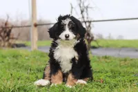 Teddy, a male Miniature Bernedoodle for sale in Los Angeles, CA – Photo 1 of 2