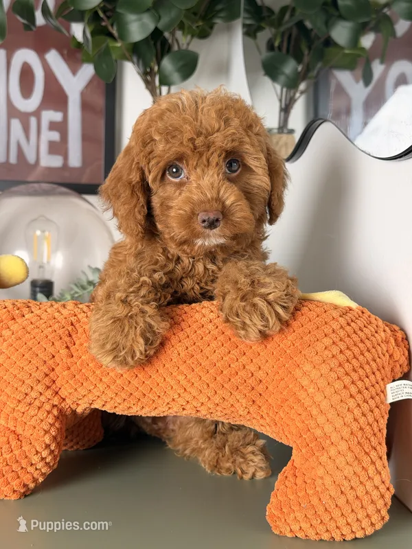 Julia – Cavapoo, Poodle - Toy  puppy for sale in Los Angeles, CA
