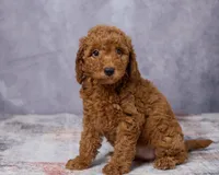 Winnie, a female Poodle - Toy  and Miniature Goldendoodle for sale in Los Angeles, CA – 2 of 5