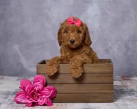 Winnie, a female Poodle - Toy  and Miniature Goldendoodle for sale in Los Angeles, CA – 5 of 5