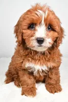 Ace, a male Cavapoo for sale in Los Angeles, CA – Photo 2 of 3