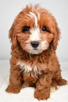 Ace, a male Cavapoo for sale in Los Angeles, CA – Photo 3 of 3