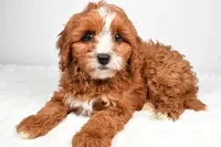 Ace, a male Cavapoo for sale in Los Angeles, CA – Photo 1 of 3