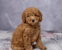 Bear, a male Poodle - Toy  and Miniature Goldendoodle for sale in Los Angeles, CA – 3 of 5