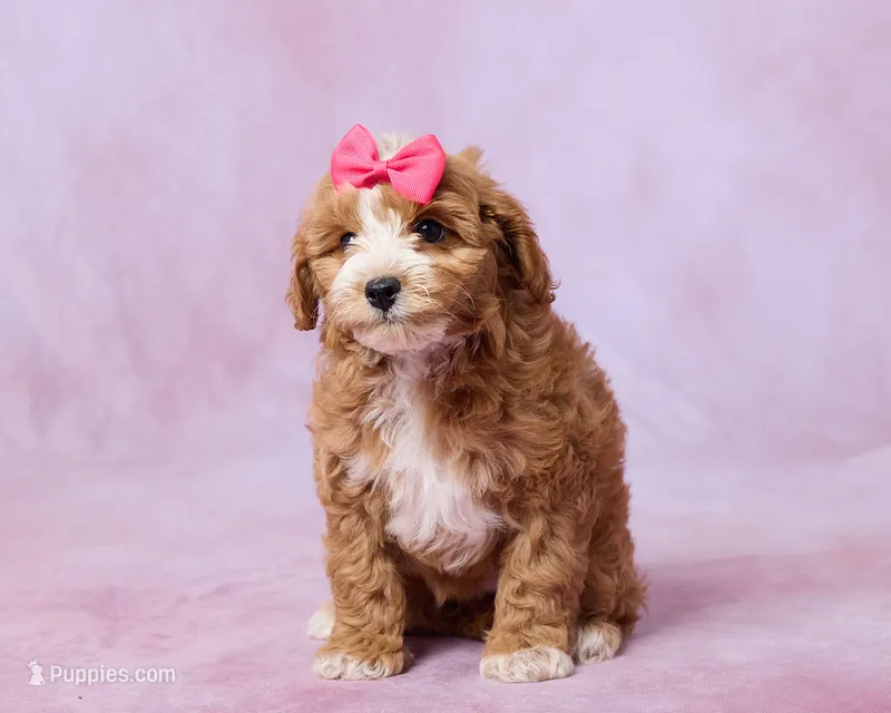 Amber – Cavapoo, Poodle - Toy  puppy for sale in Los Angeles, CA