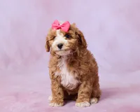 Amber, a female Cavapoo and Poodle - Toy  for sale in Los Angeles, CA – 1 of 3