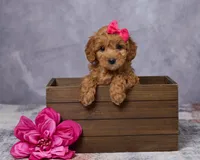 Minnie, a female Poodle - Toy  and Miniature Goldendoodle for sale in Los Angeles, CA – 2 of 5