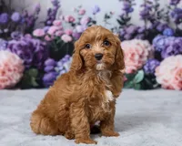 Teddy, a male Cavapoo for sale in Los Angeles, CA – 4 of 4
