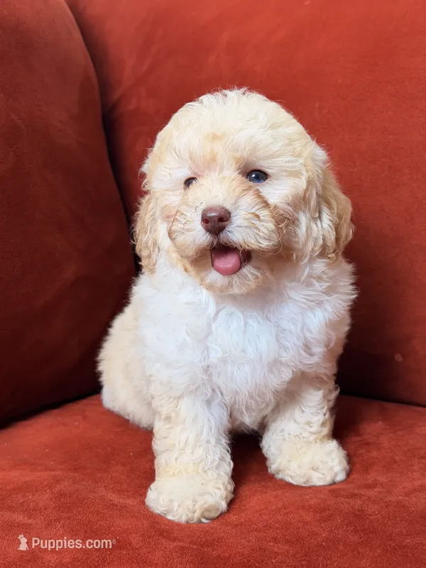 Milo – Cavapoo, Poodle - Toy  puppy for sale in Los Angeles, CA