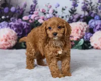 Winnie, a female Cavapoo for sale in Los Angeles, CA – 2 of 4