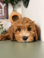 Winston, a male Poodle - Toy  and Miniature Goldendoodle for sale in Los Angeles, CA – 7 of 8