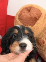 Junie, a female Miniature Bernedoodle for sale in Los Angeles, CA – 4 of 6