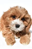 Joy, a female Cavapoo for sale in Los Angeles, CA – 4 of 4
