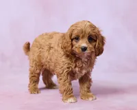 Moose, a male Cavapoo and Poodle - Toy  for sale in Los Angeles, CA – 4 of 4