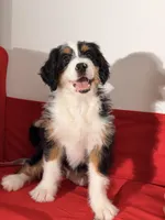 Ember, a female Bernedoodle for sale in Los Angeles, CA – 4 of 7