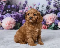 Ollie, a male Cavapoo for sale in Los Angeles, CA – 3 of 4