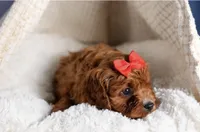 Gus, a male Cavapoo for sale in Los Angeles, CA – Photo 3 of 7