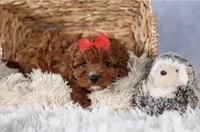 Gus, a male Cavapoo for sale in Los Angeles, CA – Photo 4 of 7