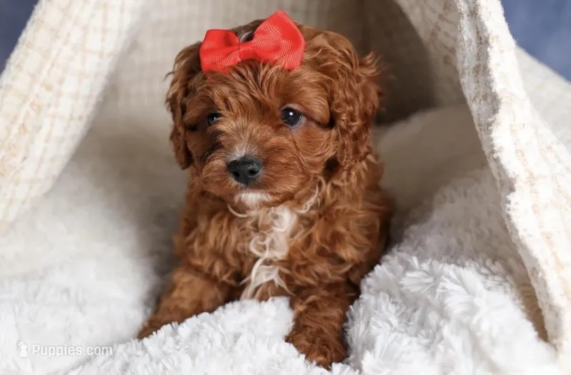 Gus – Cavapoo puppy for sale in Los Angeles, CA