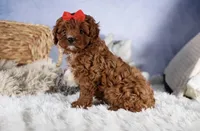 Gus, a male Cavapoo for sale in Los Angeles, CA – Photo 5 of 7