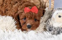 Gus, a male Cavapoo for sale in Los Angeles, CA – Photo 6 of 7