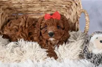 Gus, a male Cavapoo for sale in Los Angeles, CA – Photo 7 of 7