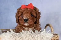 Gus, a male Cavapoo for sale in Los Angeles, CA – Photo 2 of 7