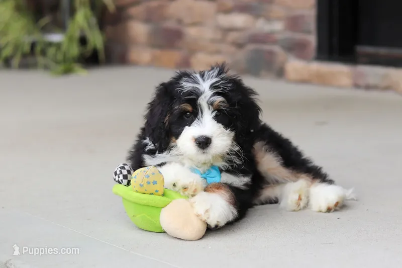 Bolt – Miniature Bernedoodle puppy for sale in Los Angeles, CA