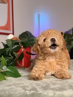 Archie, a male Poodle - Toy  for sale in Los Angeles, CA – 4 of 10
