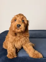 Dylan, a male Cavapoo and Poodle - Toy  for sale in Los Angeles, CA – 5 of 7
