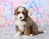 Twinkle, a female Miniature Bernedoodle for sale in Los Angeles, CA – 3 of 5