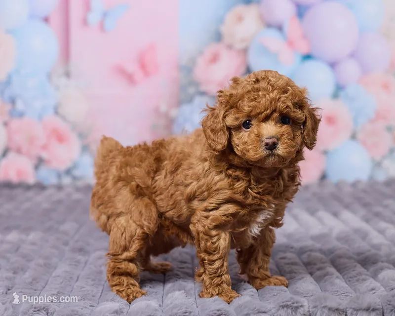 Halo – Poodle - Toy  puppy for sale in Los Angeles, CA