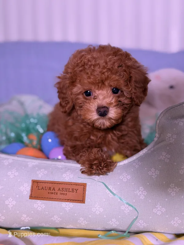 Halo – Poodle - Toy  puppy for sale in Los Angeles, CA