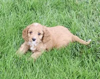 Bagel, a female Cavapoo for sale in Los Angeles, CA – Photo 3 of 5