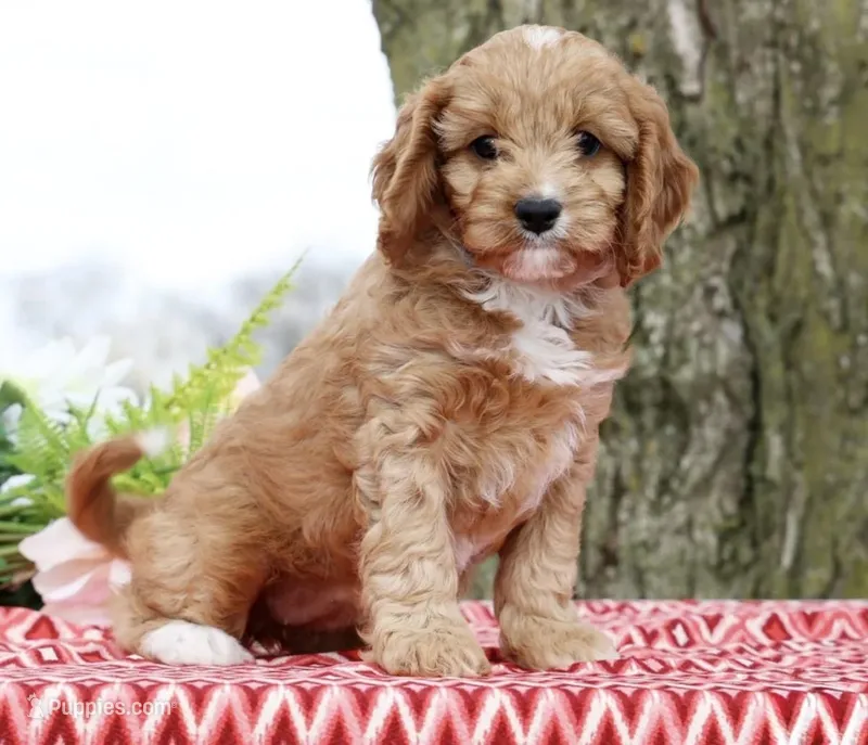 Bagel – Cavapoo puppy for sale in Los Angeles, CA