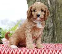 Bagel, a female Cavapoo for sale in Los Angeles, CA – Photo 1 of 5